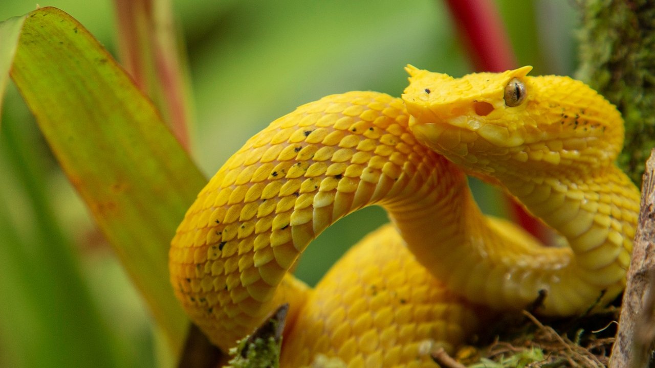 Wild Central America backdrop