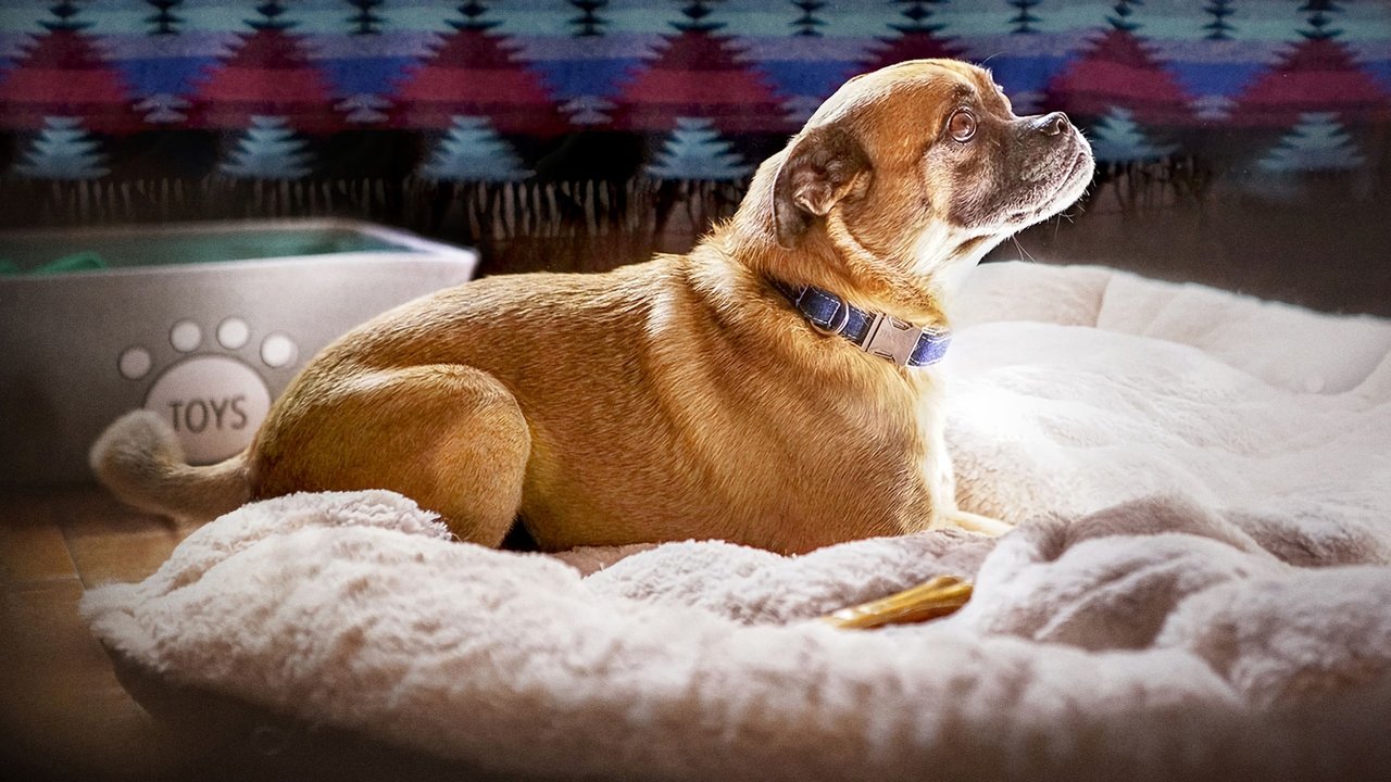 It's Bruno! backdrop