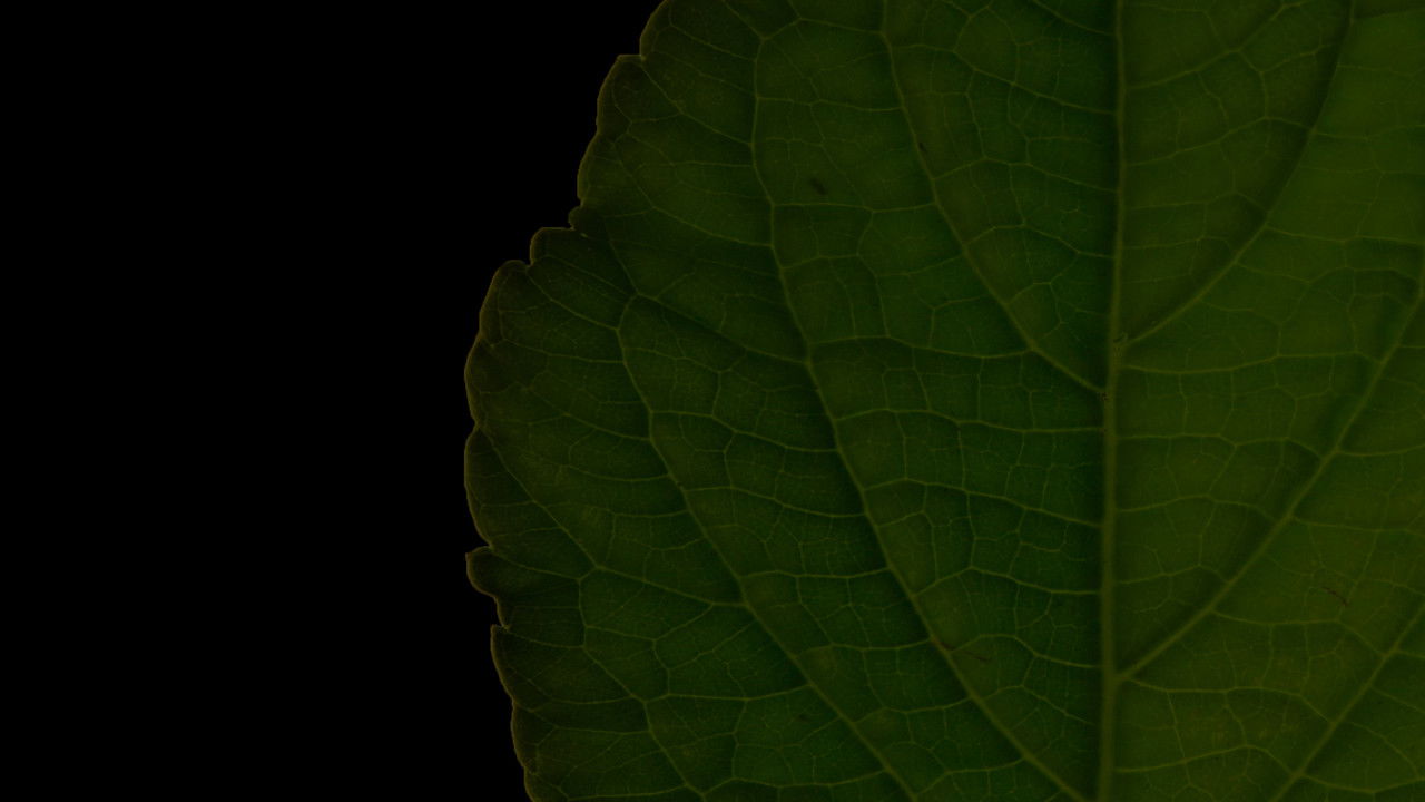 Salvia Divinorum: A Western Approach backdrop