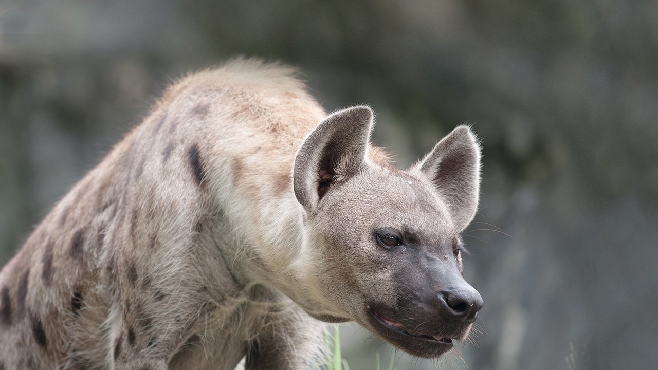 Predator Land backdrop
