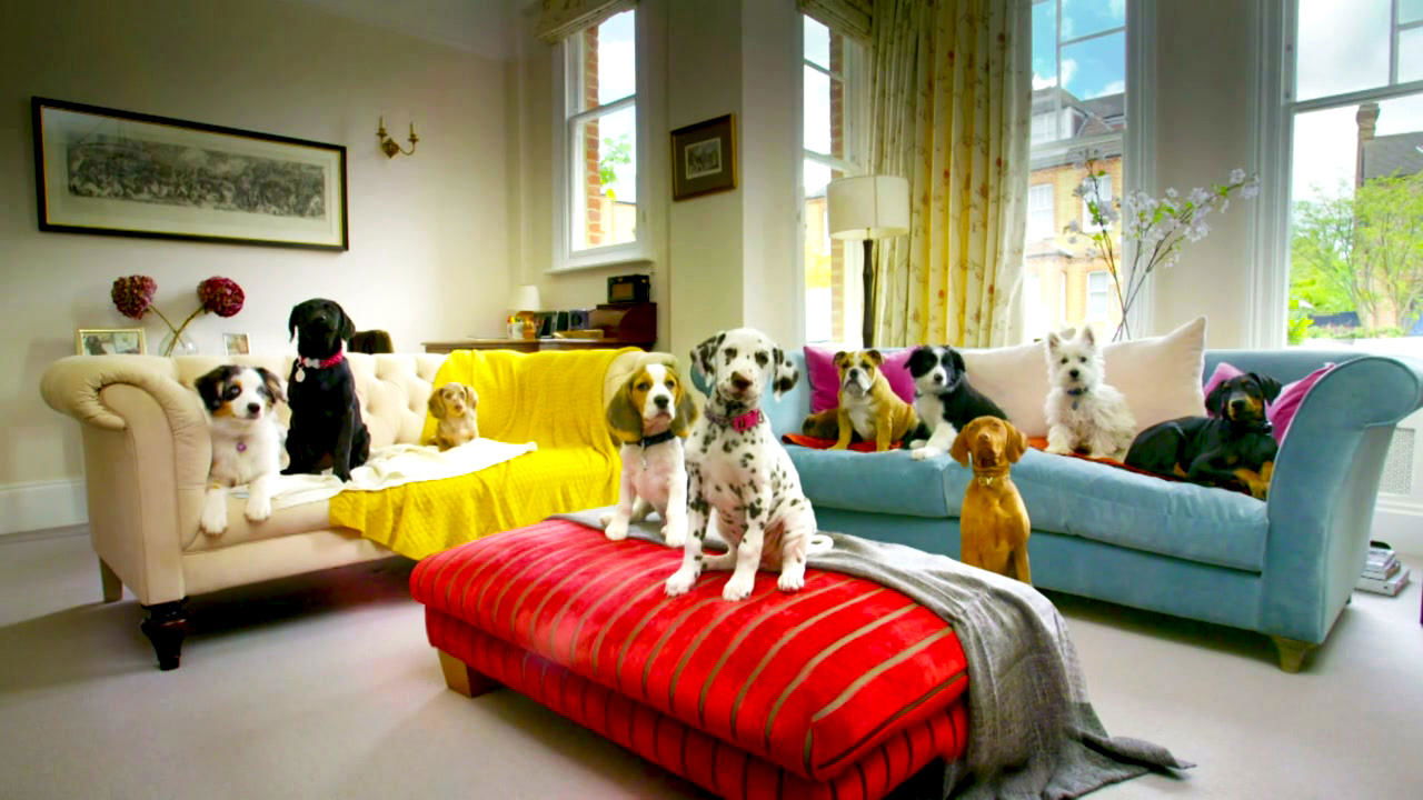 10 Puppies and Us backdrop