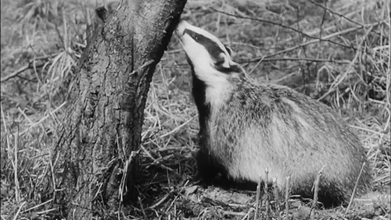 Wisdom of the Wild backdrop