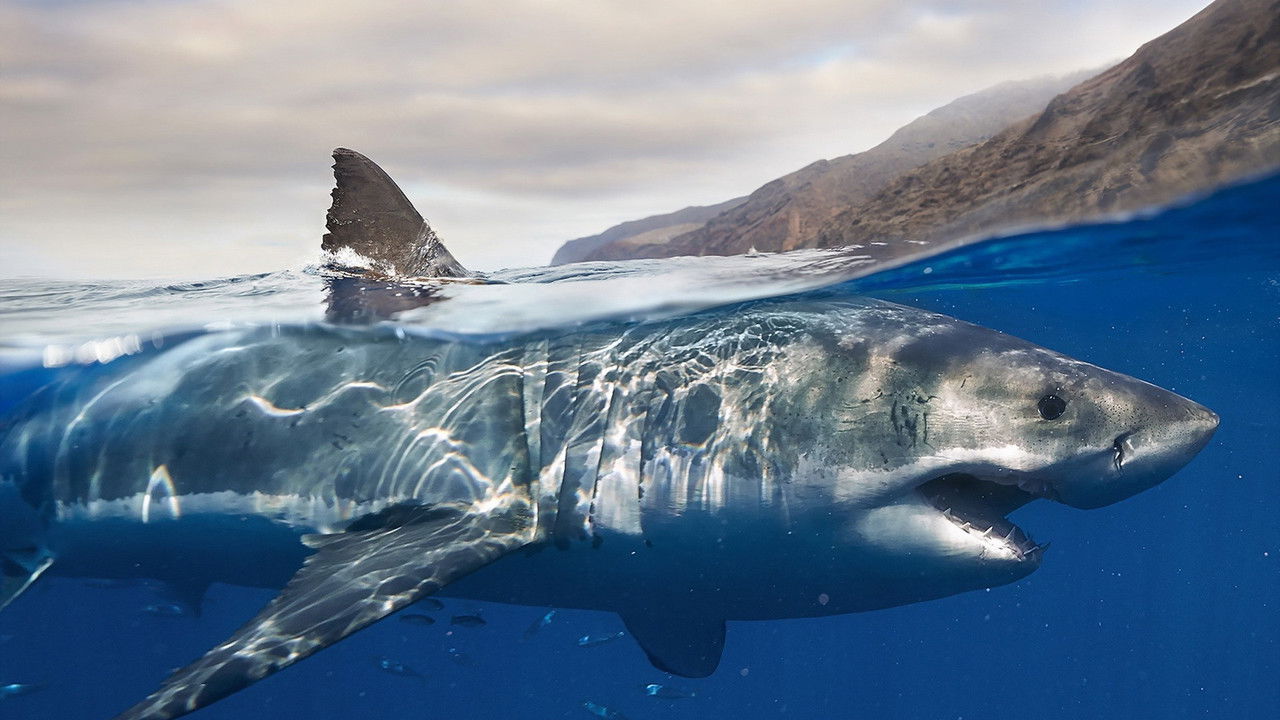Les requins, maîtres des profondeurs backdrop