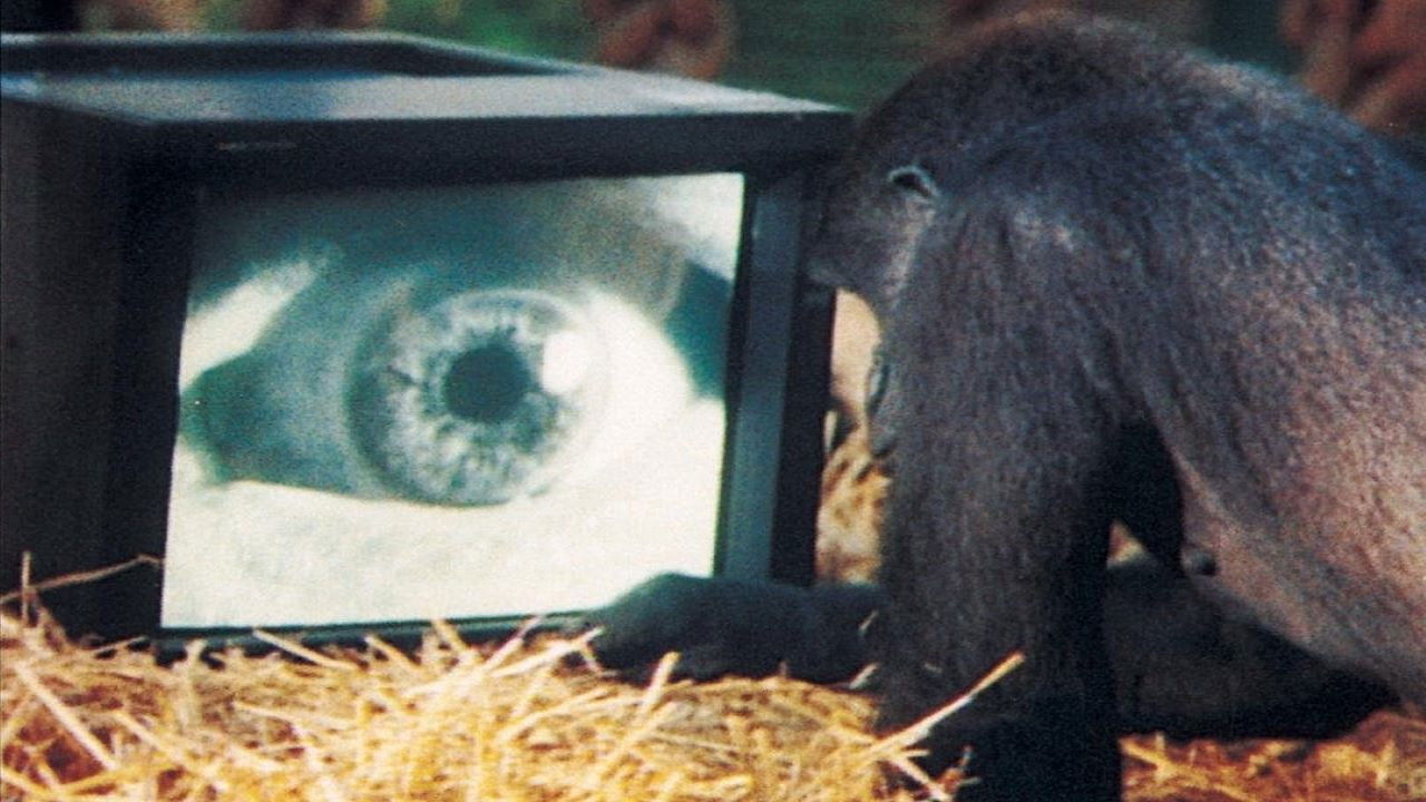 Roger Waters - Amused to Death backdrop