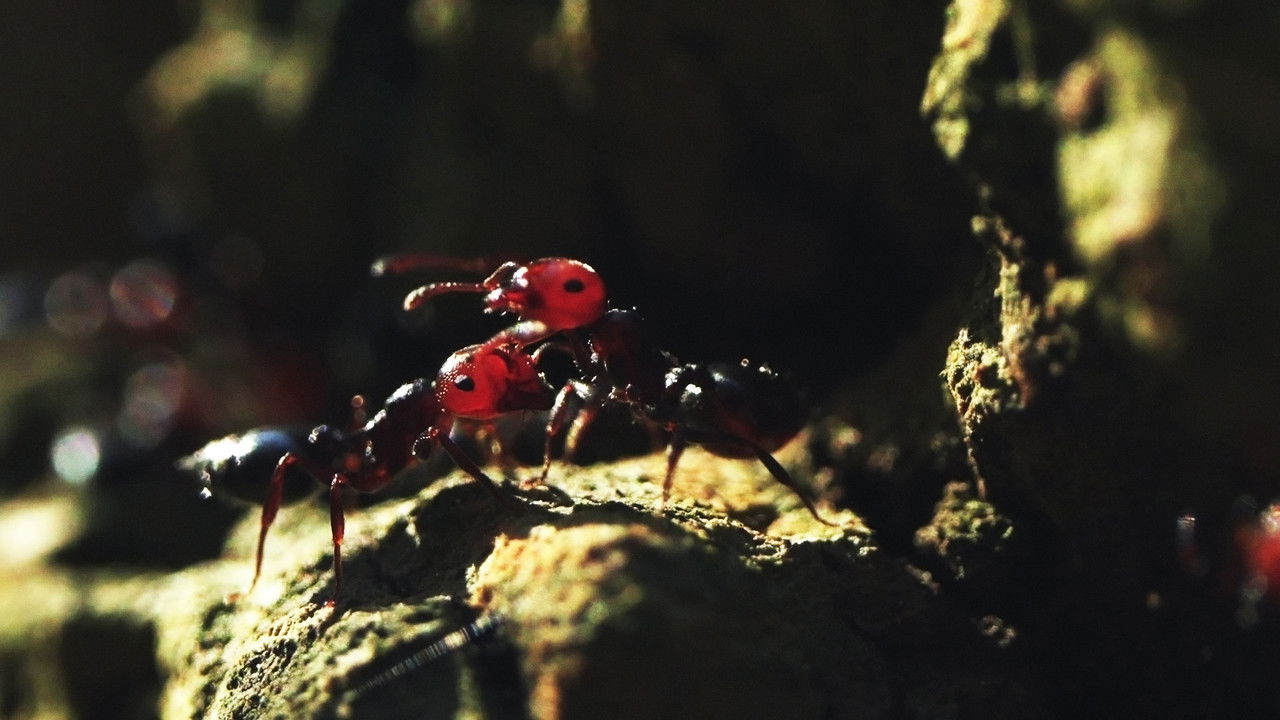 The Silent War backdrop