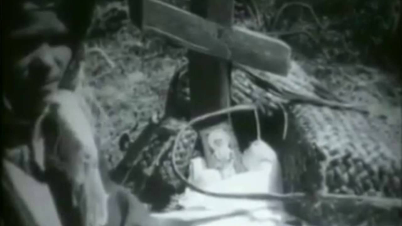 In the Bryansk Polesie backdrop