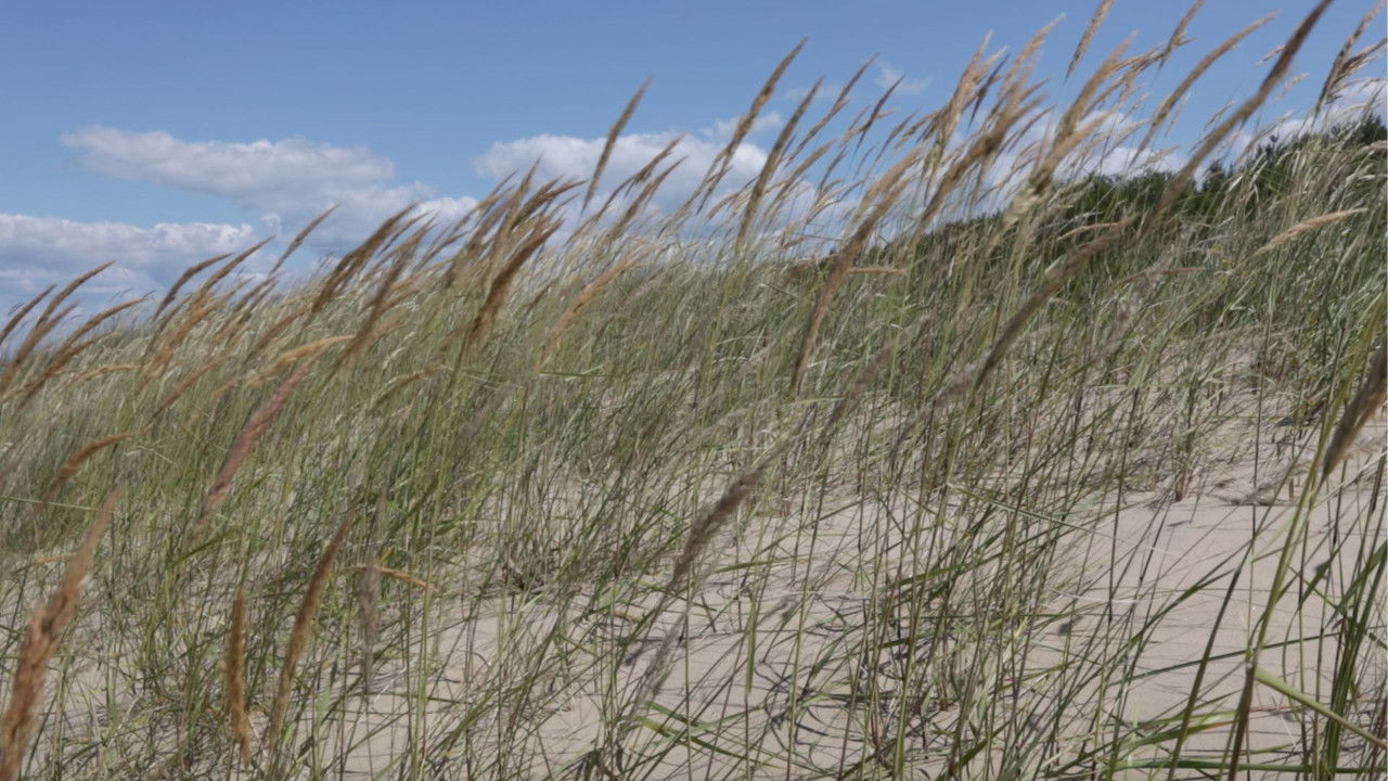 Summing up summer backdrop