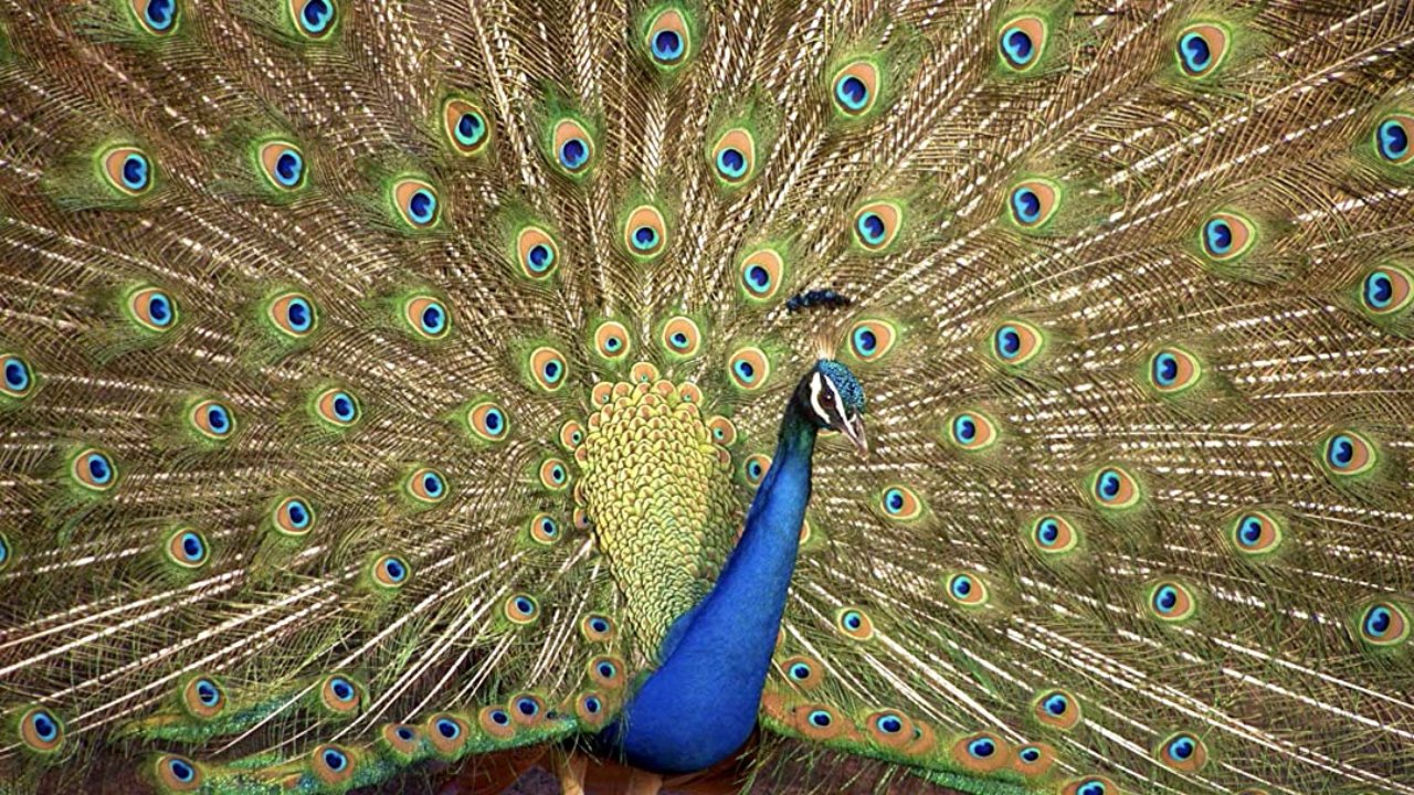 Crazy Creatures backdrop