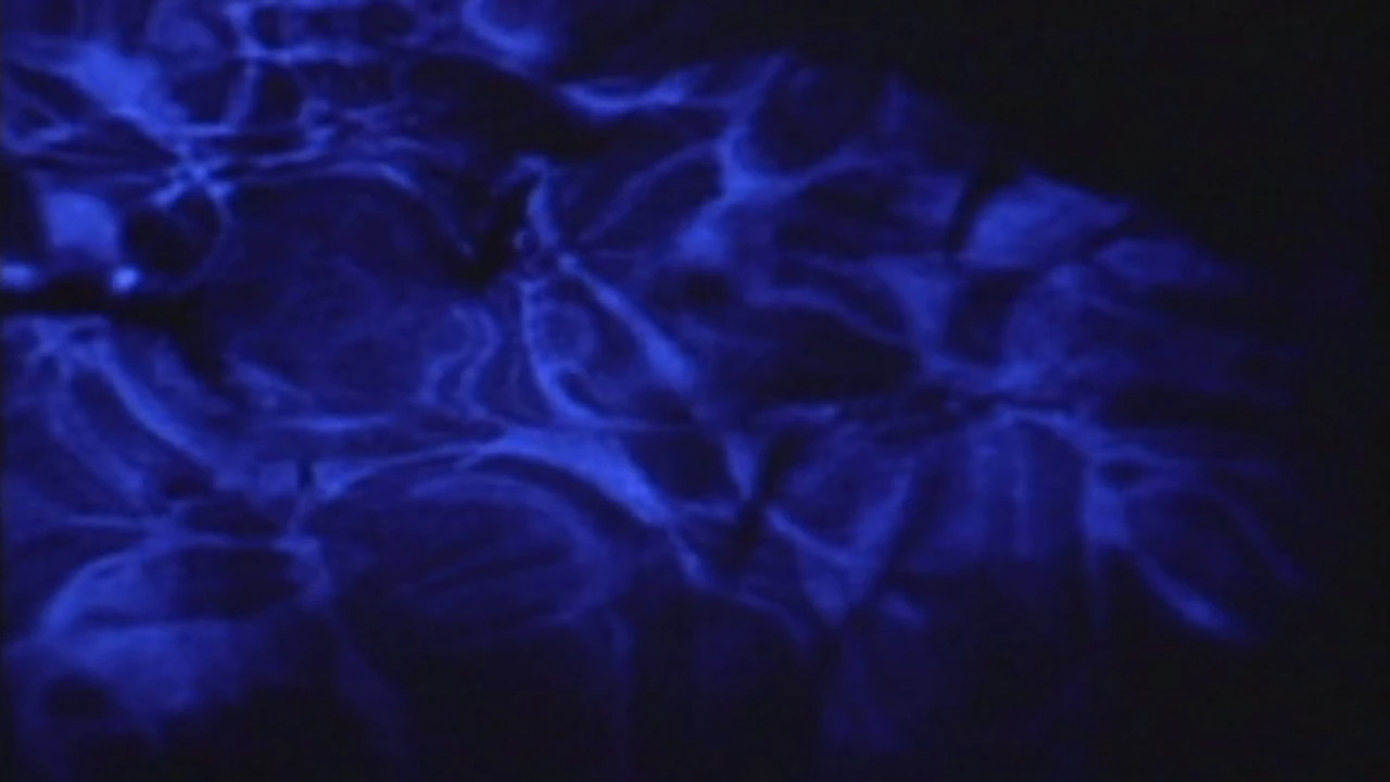 Psalm I: The Lateness of the Hour backdrop