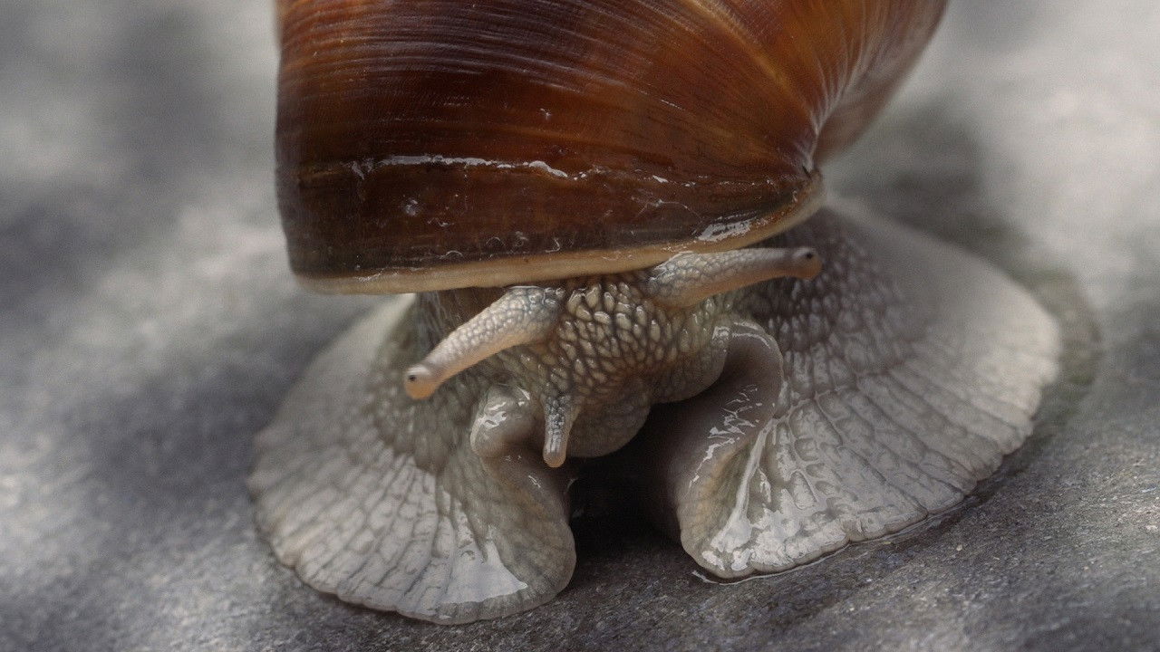 Becoming Animal backdrop