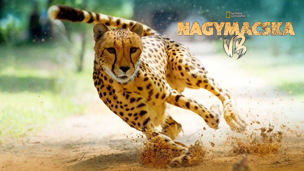 Big Cat Games backdrop