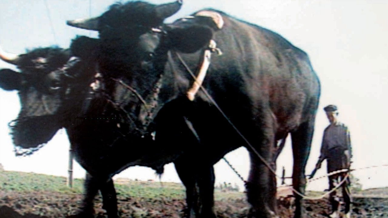 The Forgotten Land backdrop