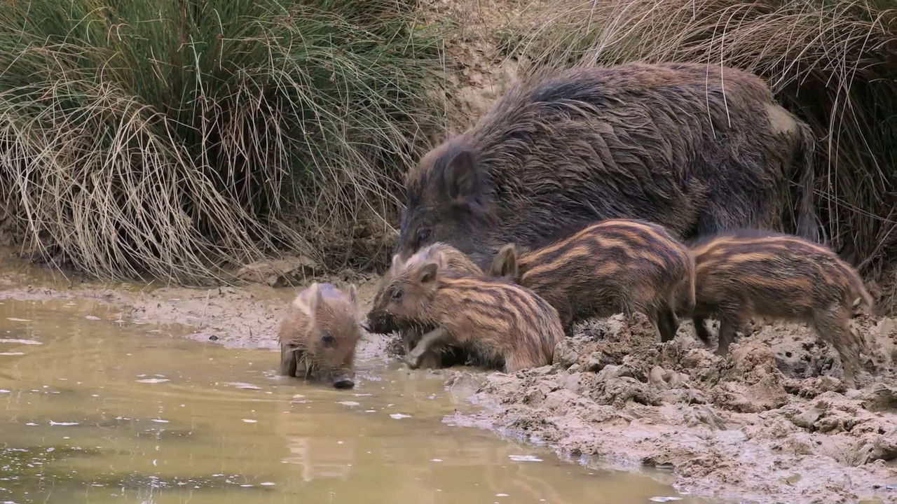 Crèches sauvages, des bébés dans nos campagnes backdrop