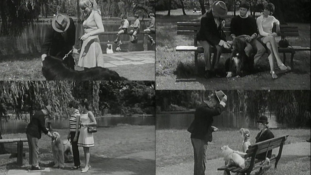 Alle Hunde lieben Theobald backdrop