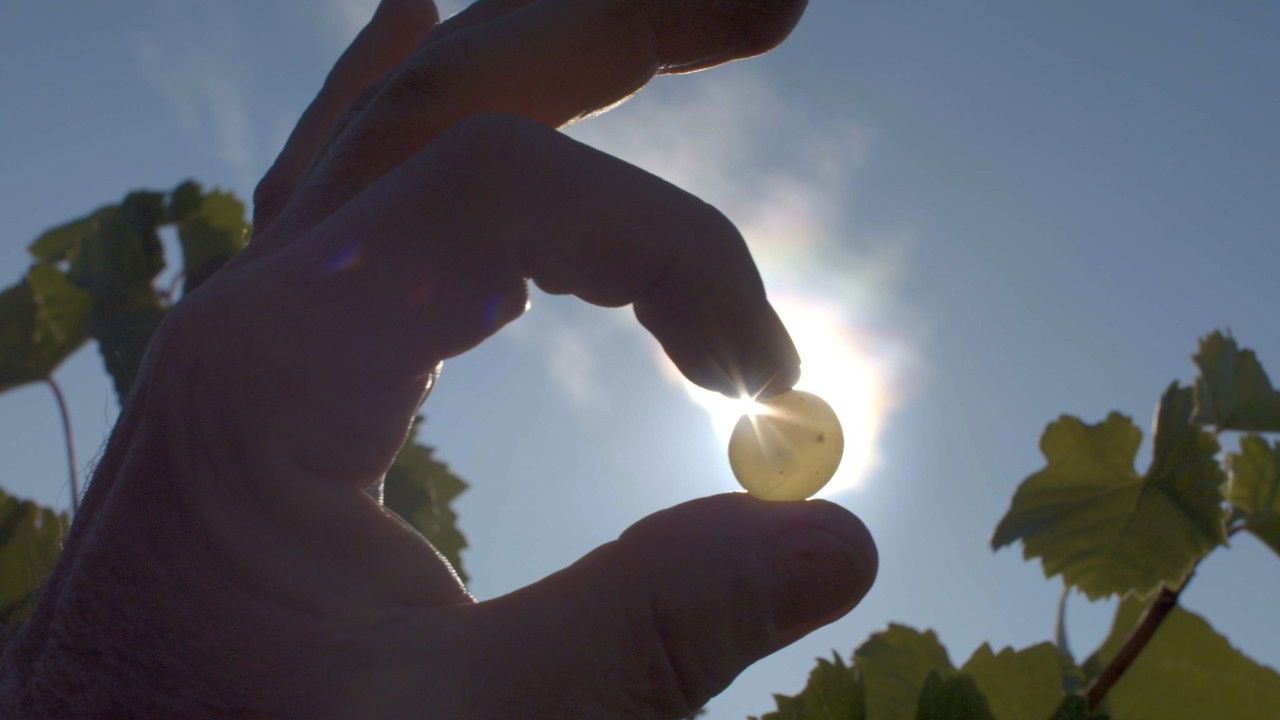 Liquid Gold: In Quest of the Aszu of Tokaj backdrop