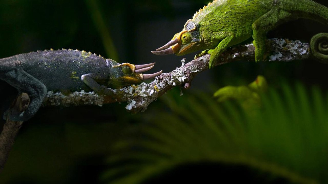 Règne animal, les jeux de l'amour backdrop