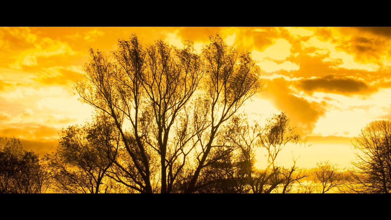 Autumn Leaves 4K backdrop