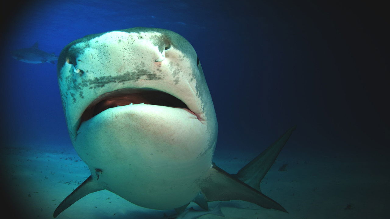 Shark Attack Experiment Live backdrop