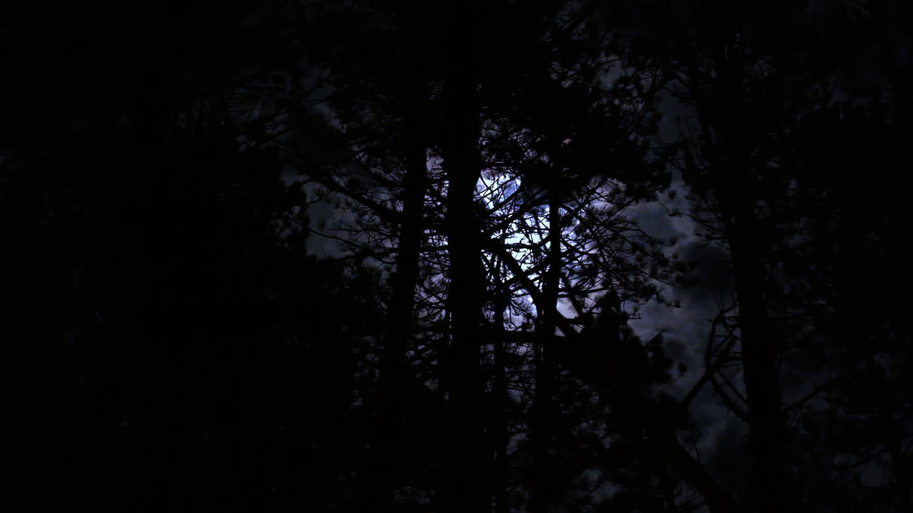 The Haunting of Hickcox Woods backdrop