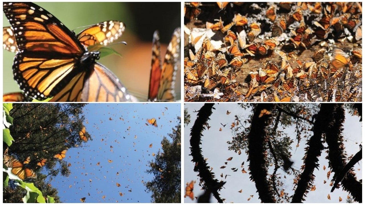 Die fantastische Reise der Schmetterlinge backdrop