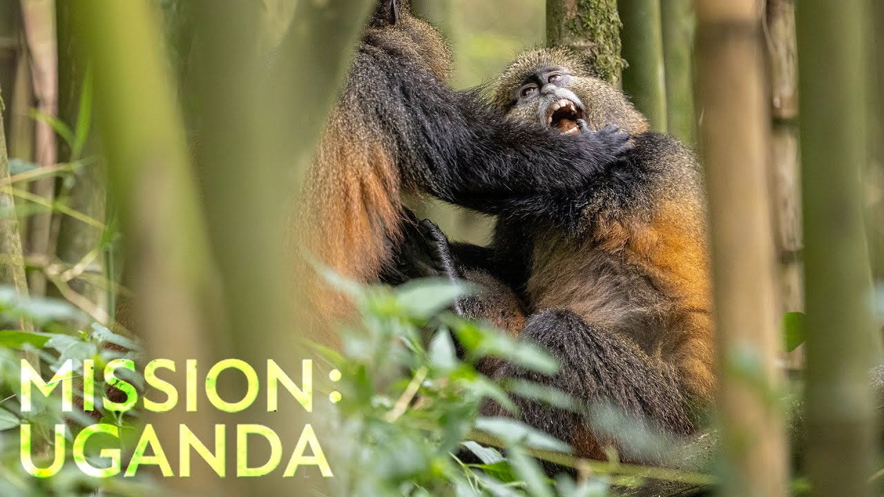 Mission: Uganda backdrop