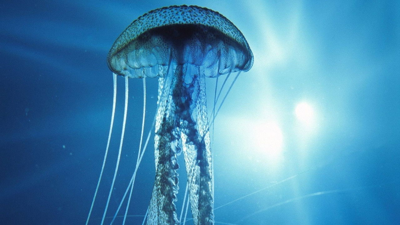 Into the Deep backdrop