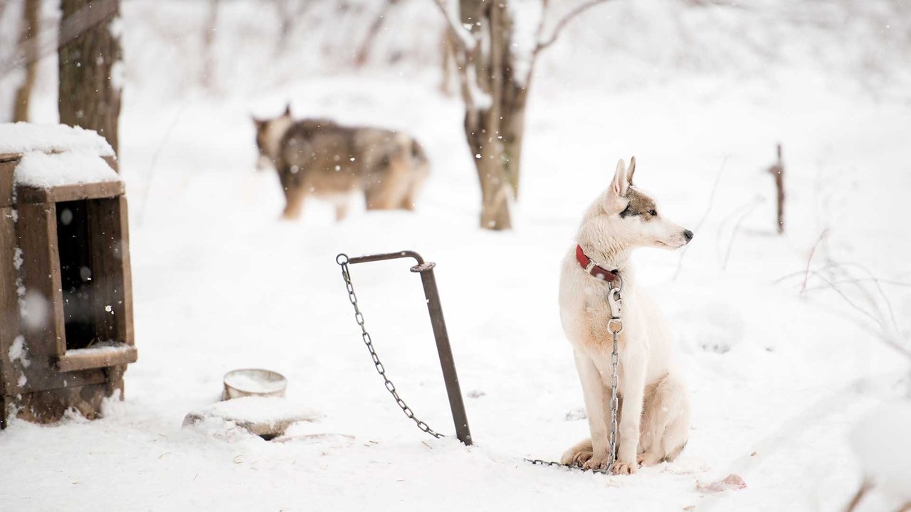 Sled Dogs backdrop