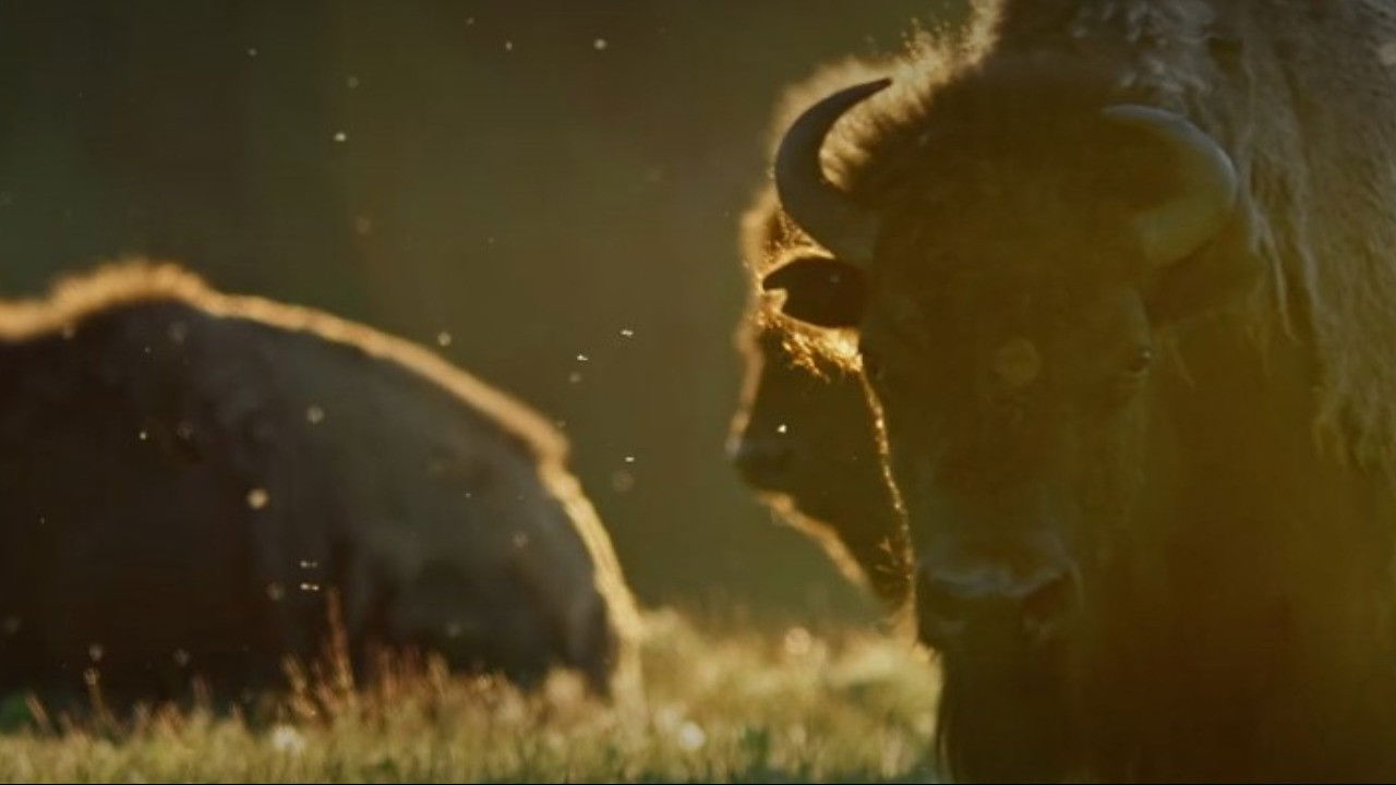 Bring Them Home backdrop