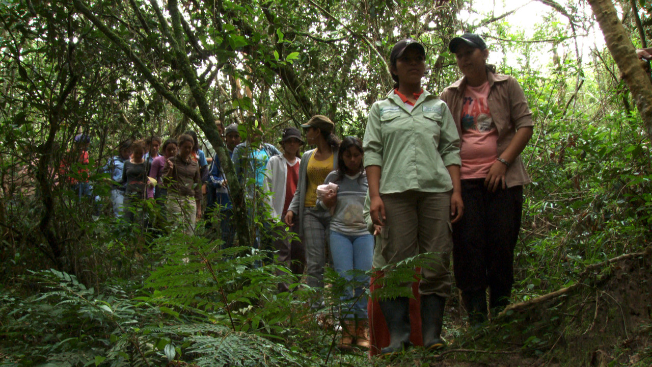 Daughters of the Forest backdrop