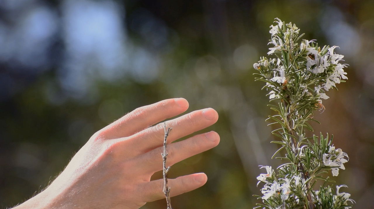Single Blind backdrop