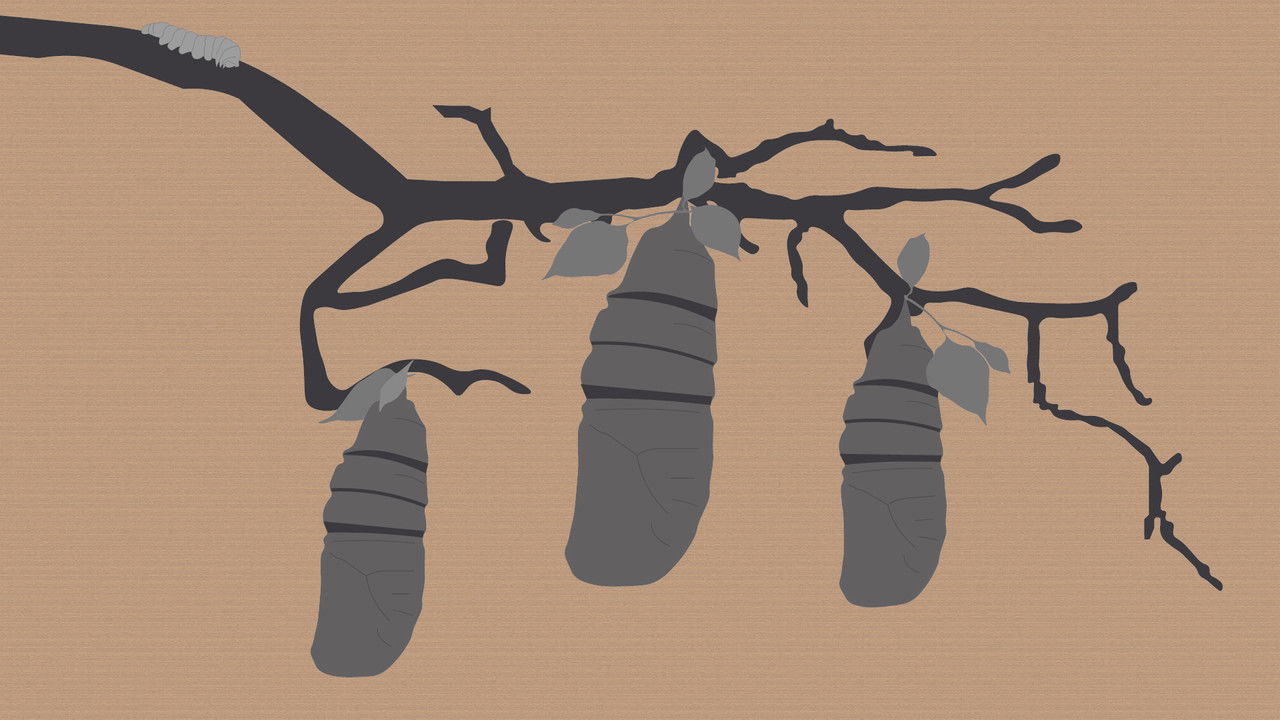 Reel #1: Surfing with Butterflies backdrop