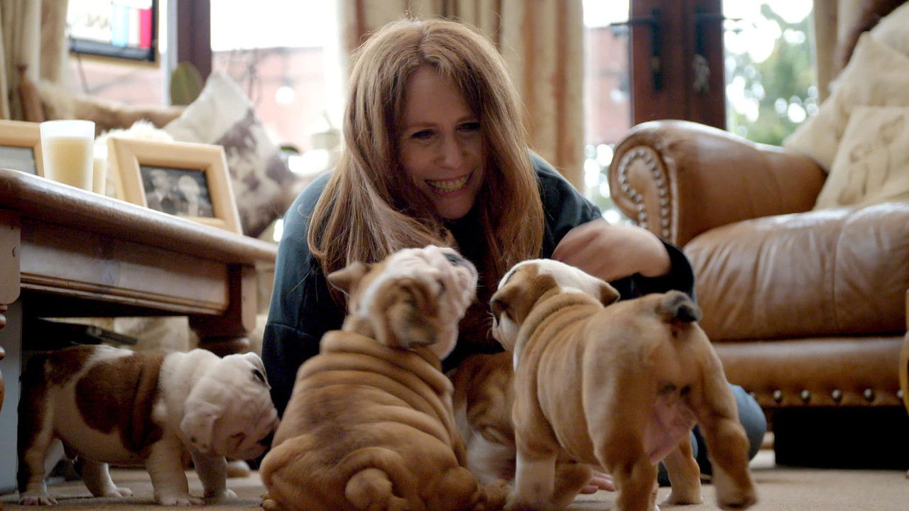 Saving the British Bulldog backdrop