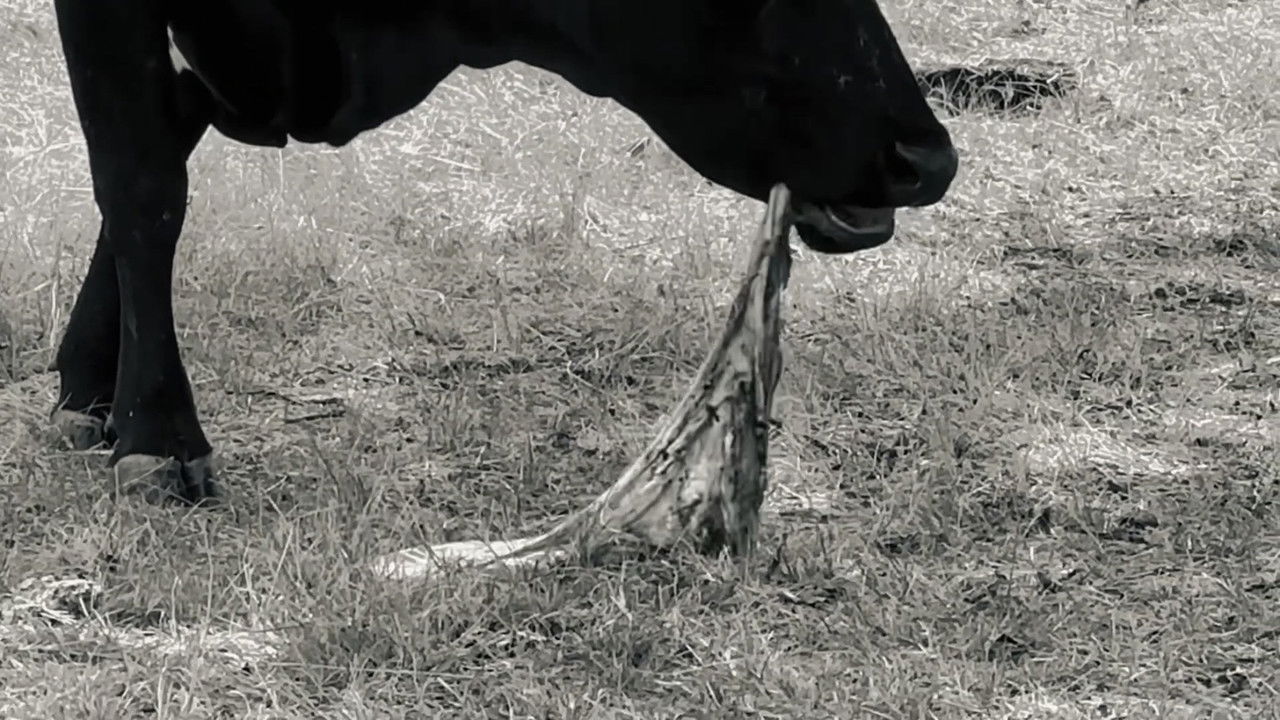 Afterbirth. backdrop