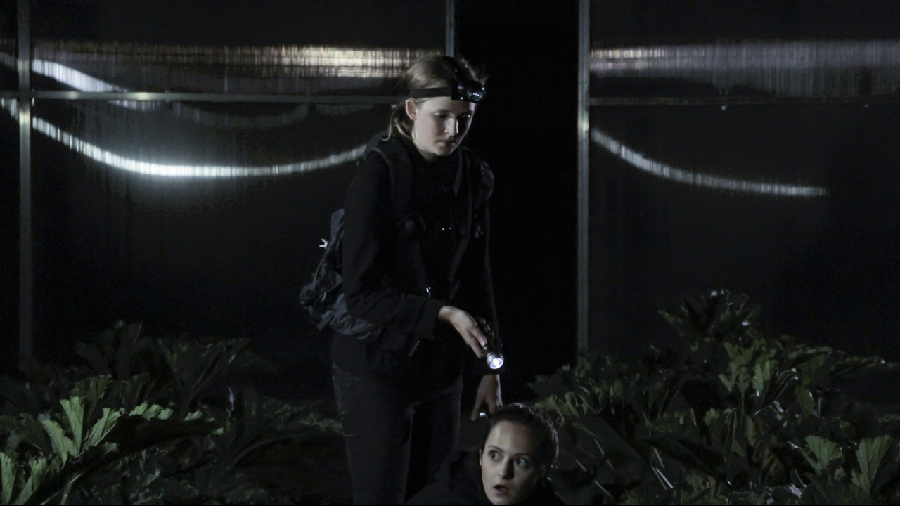 Winterzwiebeln im Sommer backdrop