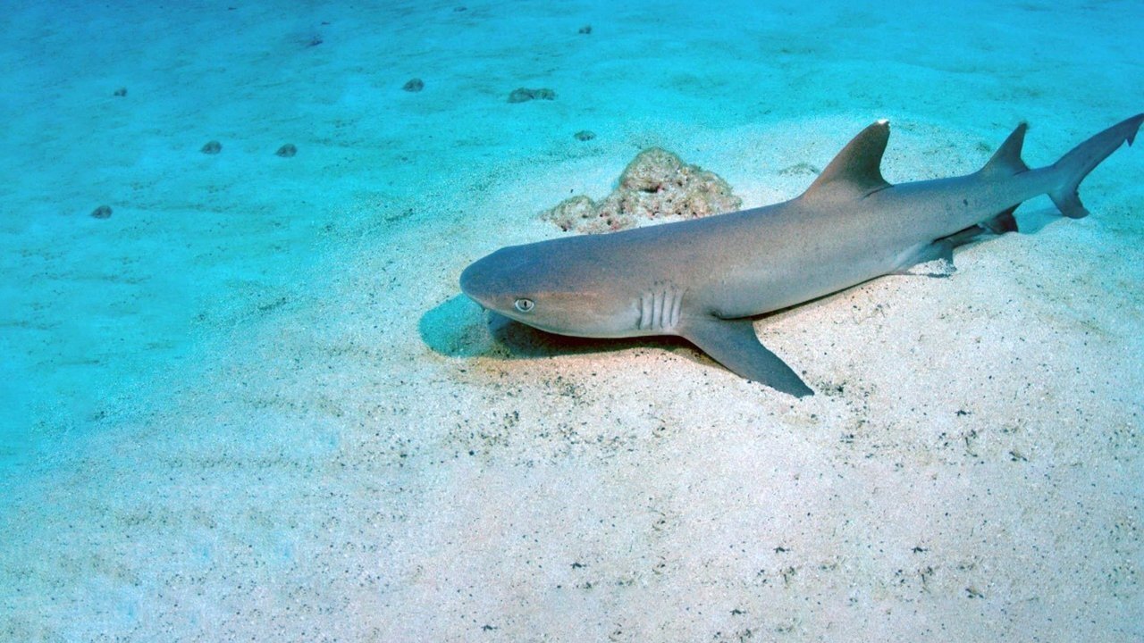 Shark Island backdrop
