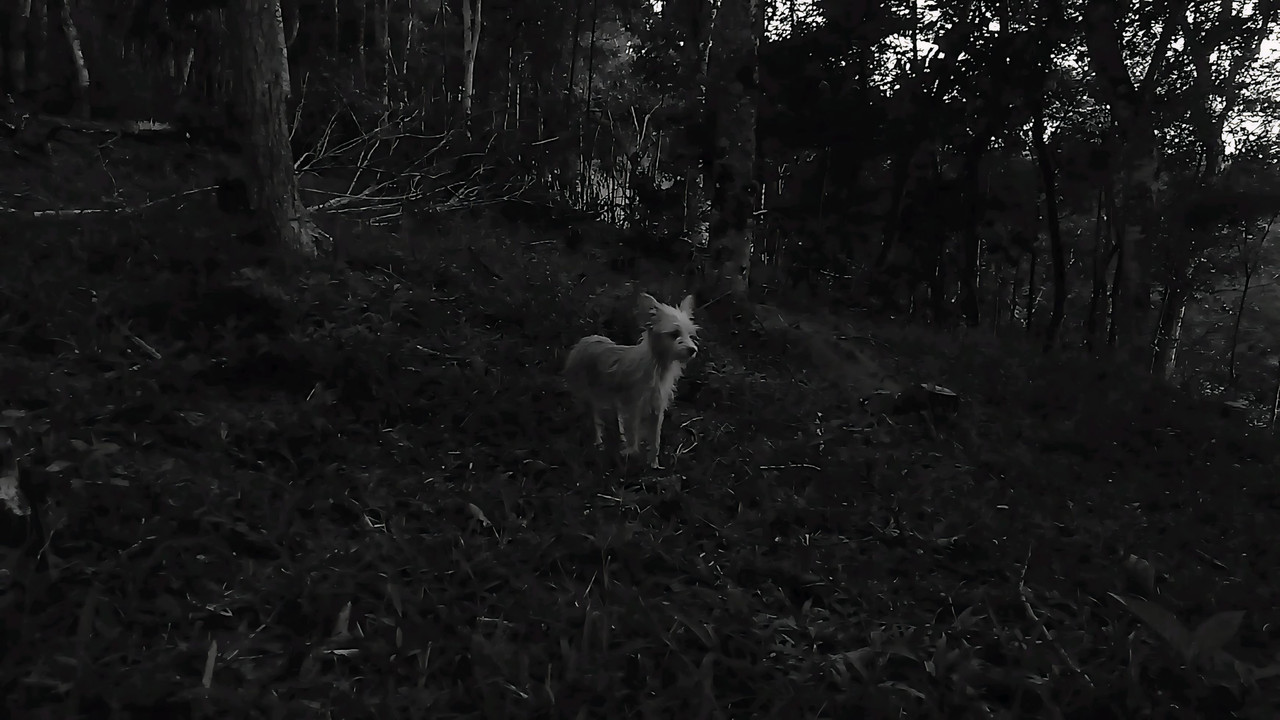 As Conspirações Alienígenas: part. I backdrop