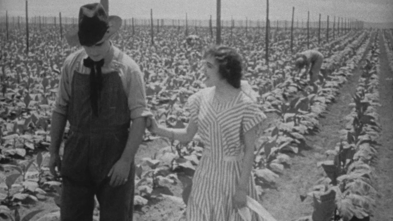 The Rose of Kentucky backdrop