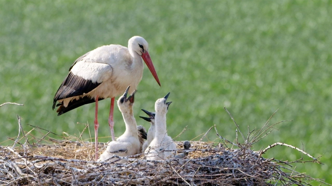 Ptačí rodinky backdrop