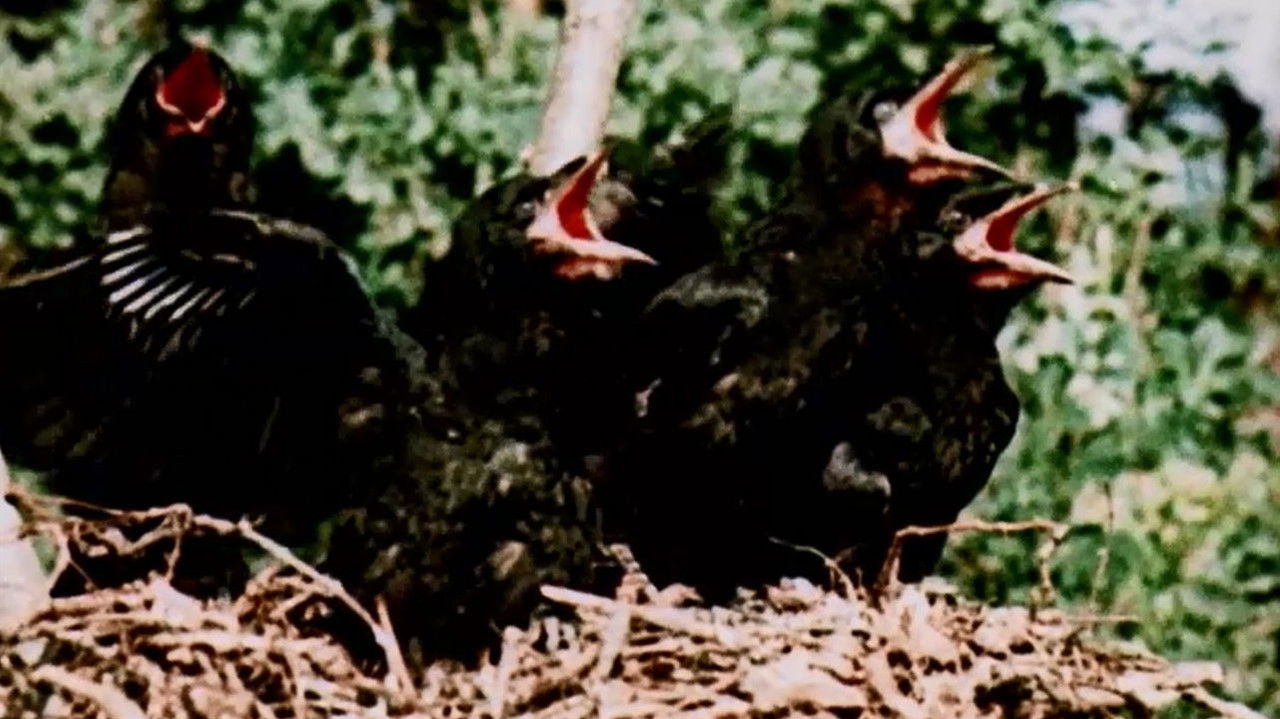 From Blossom Time to Autumn Frost backdrop