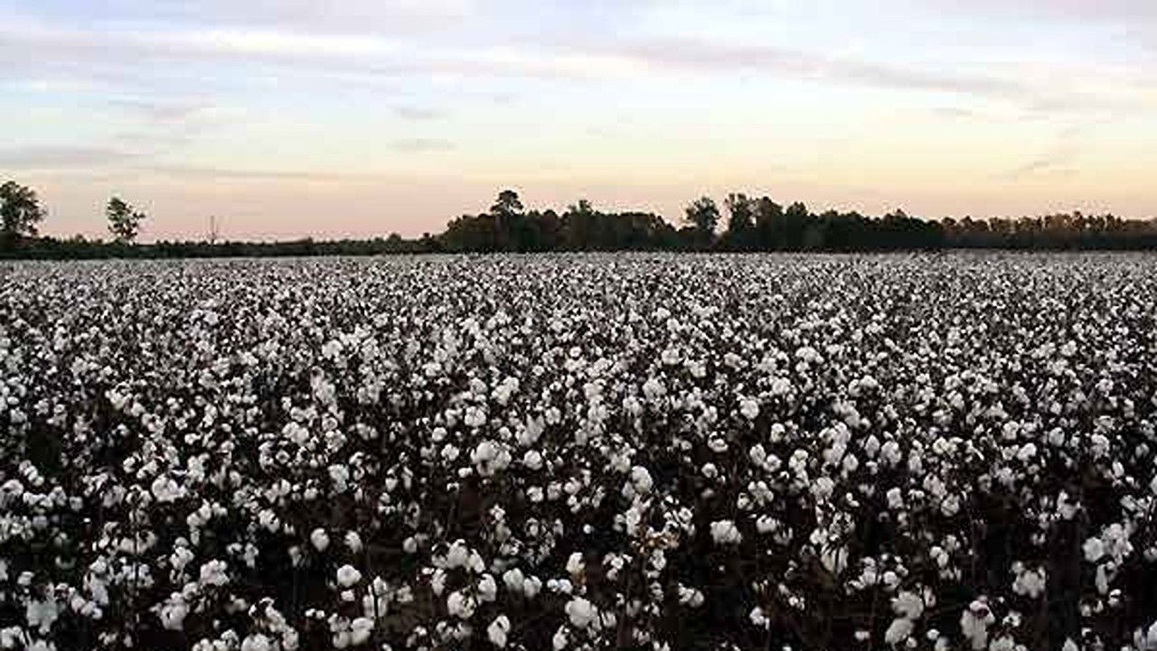 Daddy, Daddy USA backdrop