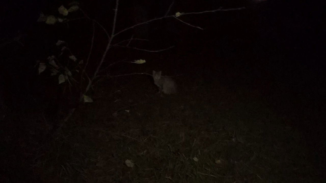 Marshmallow of Death backdrop