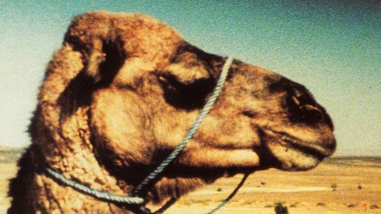 Letter from a Filmmaker to His Daughter backdrop