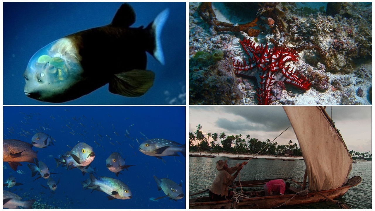 Die Ozeane - Geheimnisse der Weltmeere backdrop