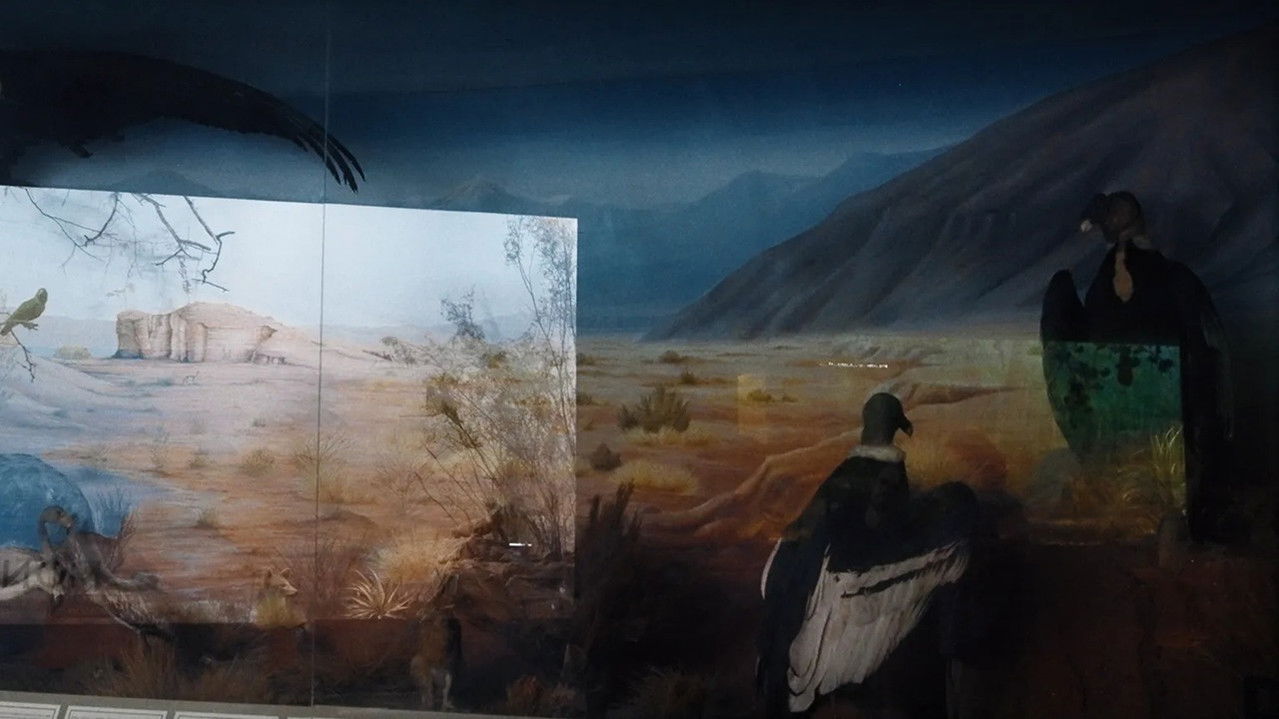 The Little Panthers backdrop