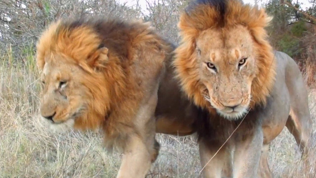 Cecil: The Legacy of a King backdrop