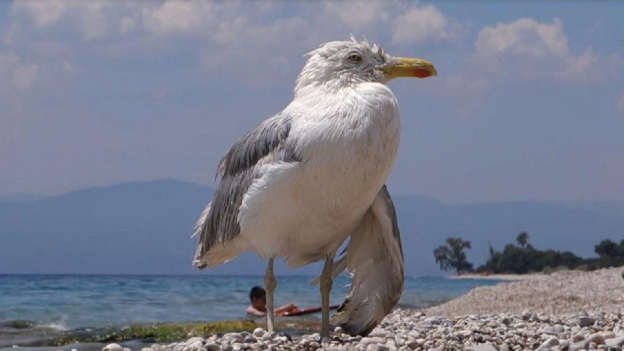 All Inclusive, Or How The Sky Became Orphan backdrop
