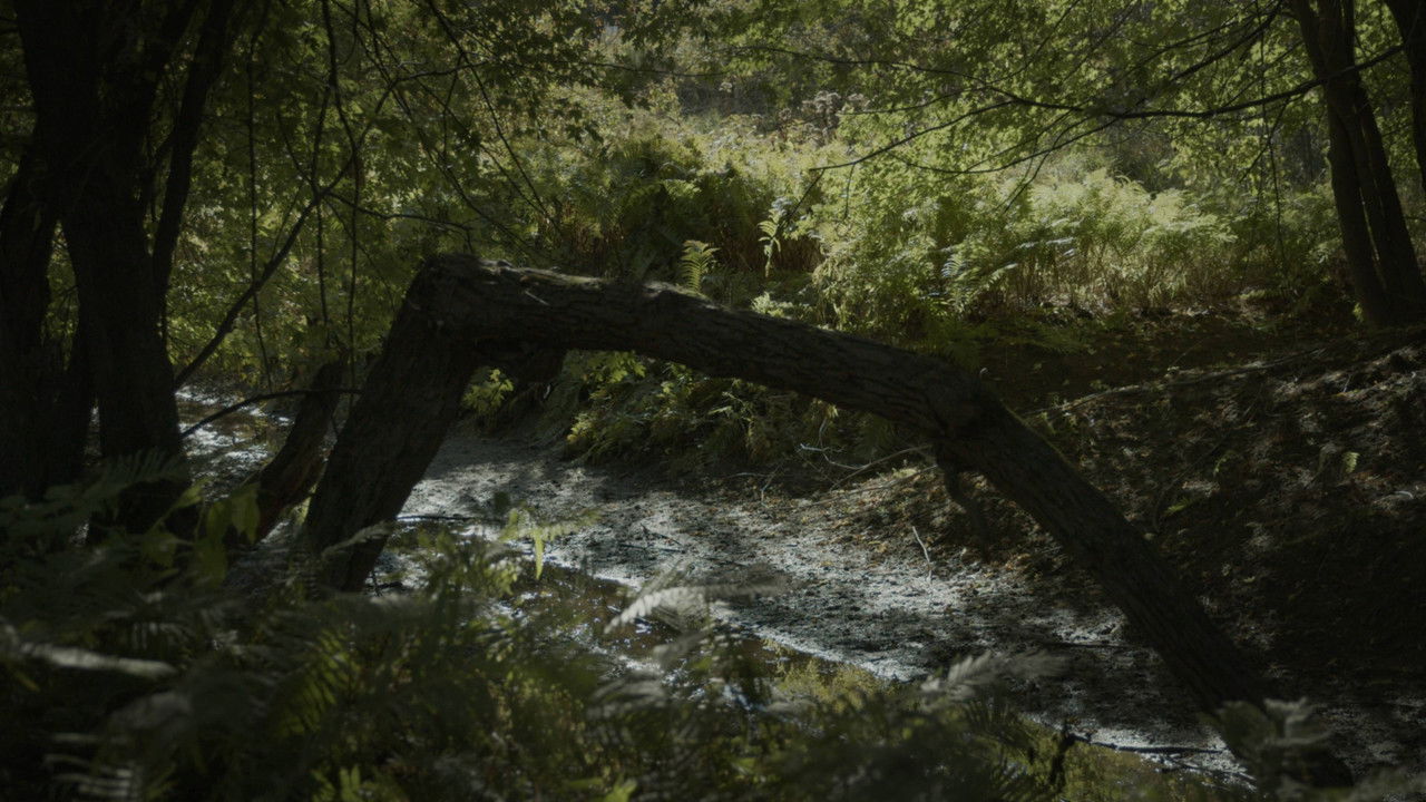 SILVA NATURA backdrop