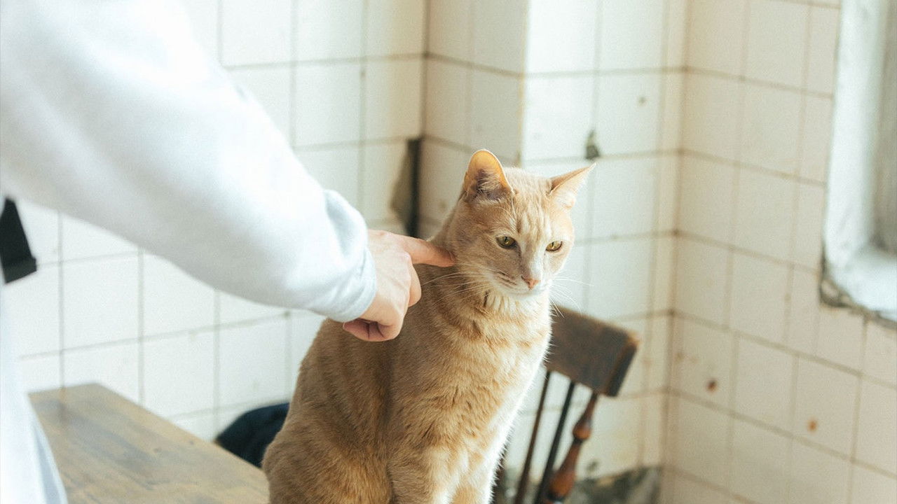 Spring Equinox backdrop