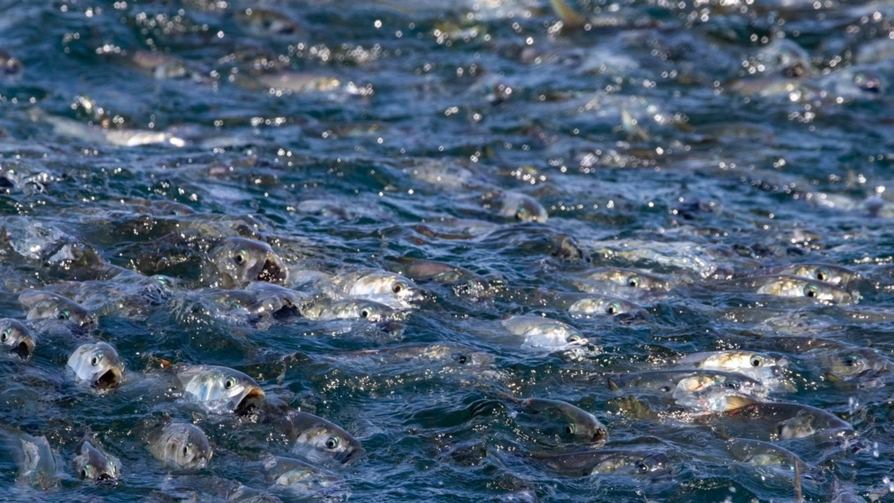 The Biggest Little Fish You've Never Seen backdrop