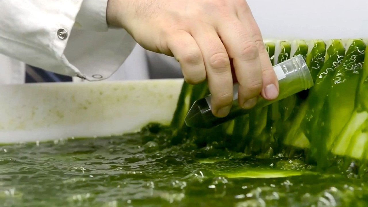 Algen: Ein unbekannter Rohstoff backdrop